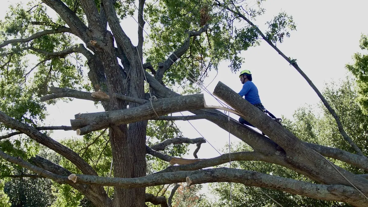 Professional Crown Thinning performed by certified arborists in Huntington Mills