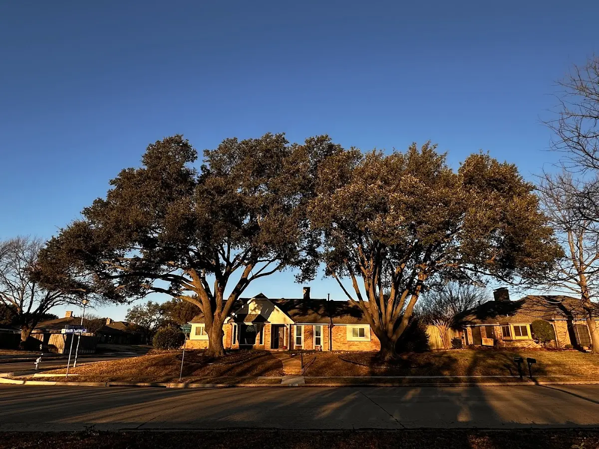 Established residential canopy tree shading a home in Huntington Mills